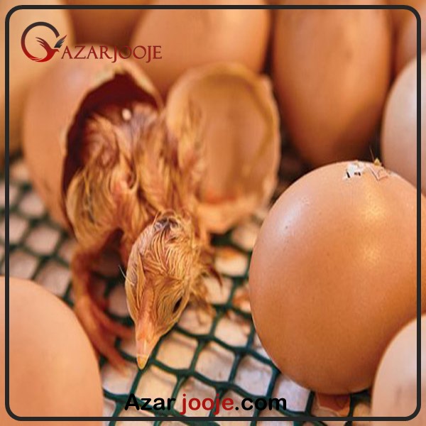 کربن دی اکسید و هچ تخم نطفه دار