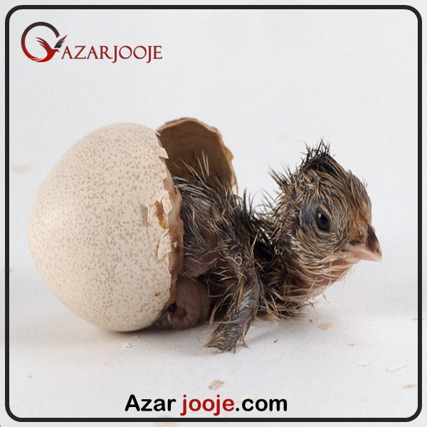 گیر کردن جوجه در تخم نطفه دار