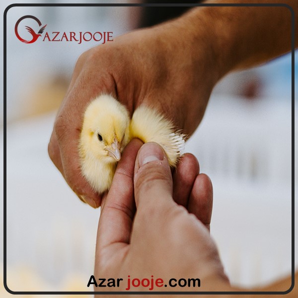 Factors affecting chick gender