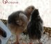 دلایل پرخاشگری مرغ و خروس و جوجه