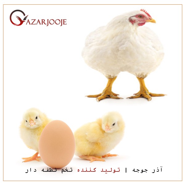 زمان تخم گذاری مرغ گوشتی