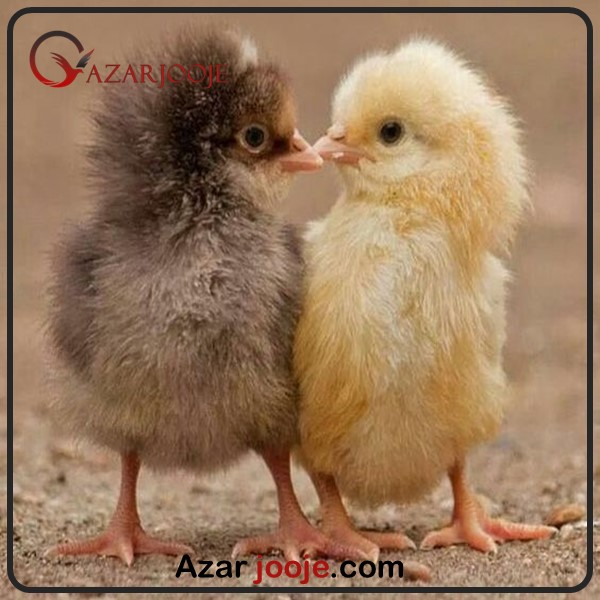 عوامل تاثیر گذار در تعیین جنسیت جوجه