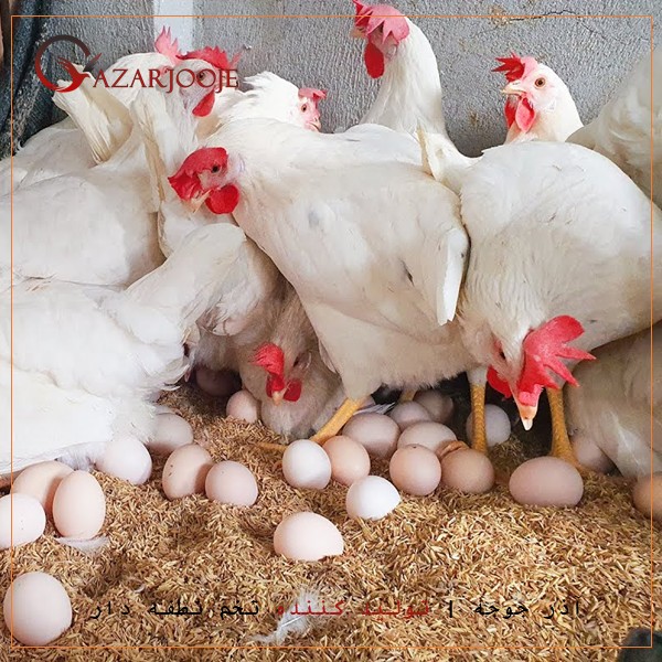 عوامل تاثیر گذار در زمان و سن تخمگذاری مرغ گوشتی