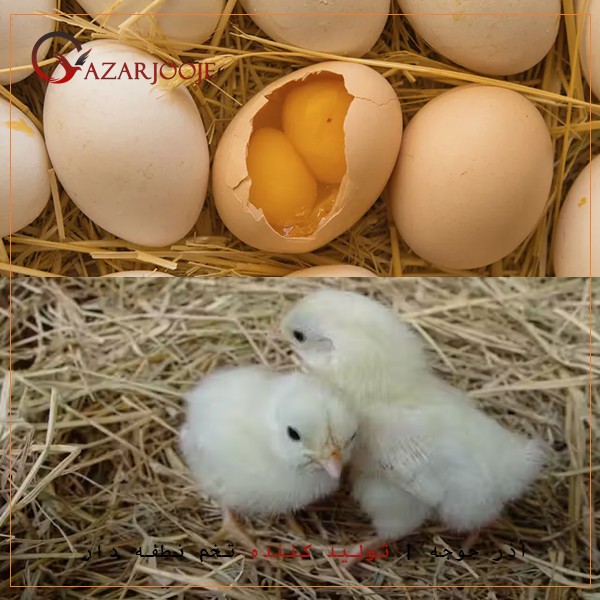 چگونه از تخم نطفه دار دوزرده می توان جوجه کشی کرد