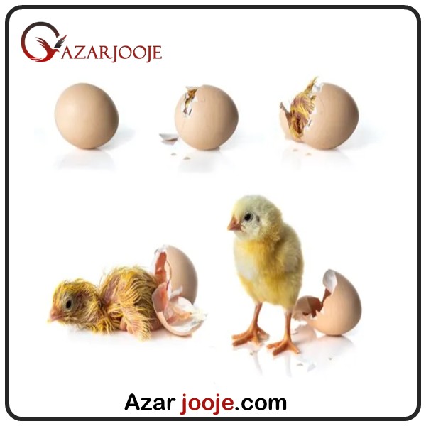 Quality fertilized eggs