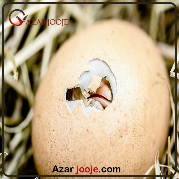 The effect of bird breed on hatching fertilized eggs