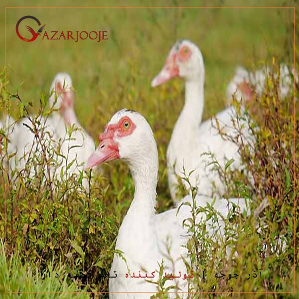 اردک روسی و ژاپنی چه فرقی با یکدیگر دارند