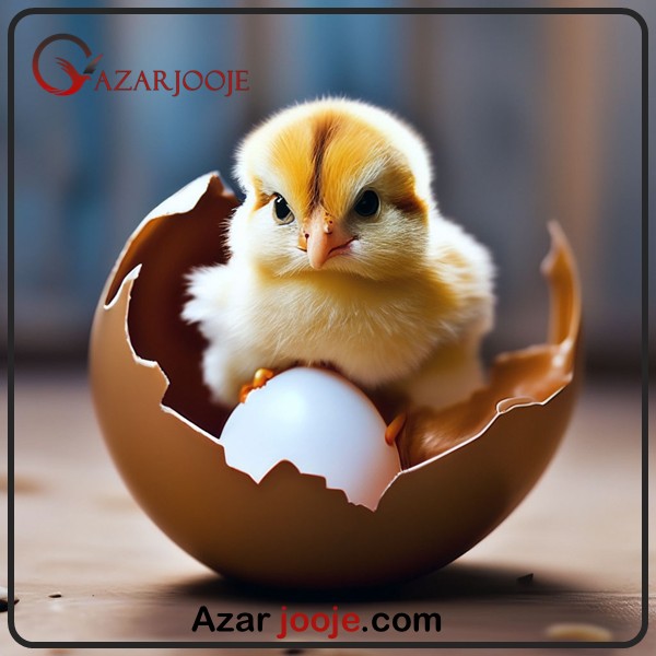 تفاوت تخم نطفه دار سفید و قهوه ای در راندمان هچ