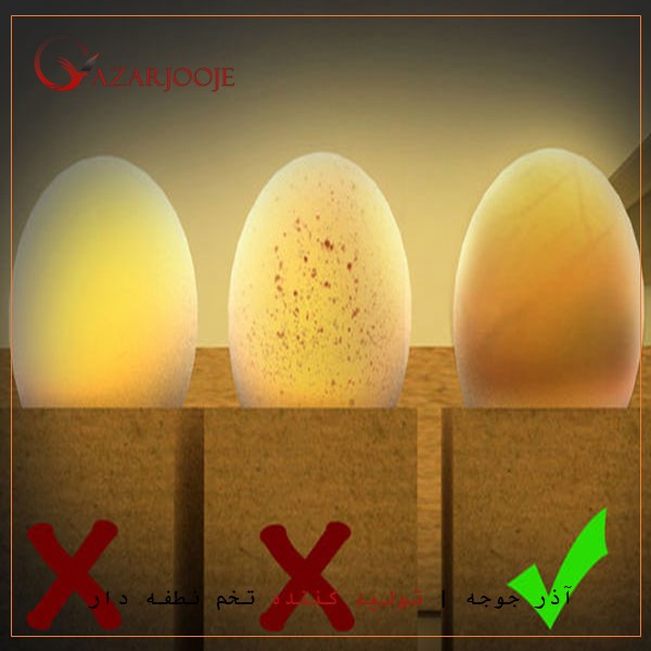 تفاوت تخم نطفه دار و تخم مرغ معمولی