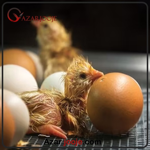 تفاوت هچ تخم نطفه دار سفید و رنگی