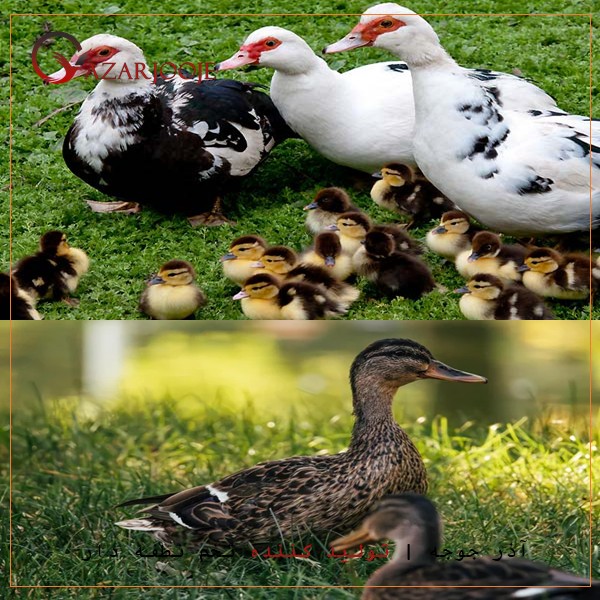 تفاوت اردک روسی و اردک ژاپنی