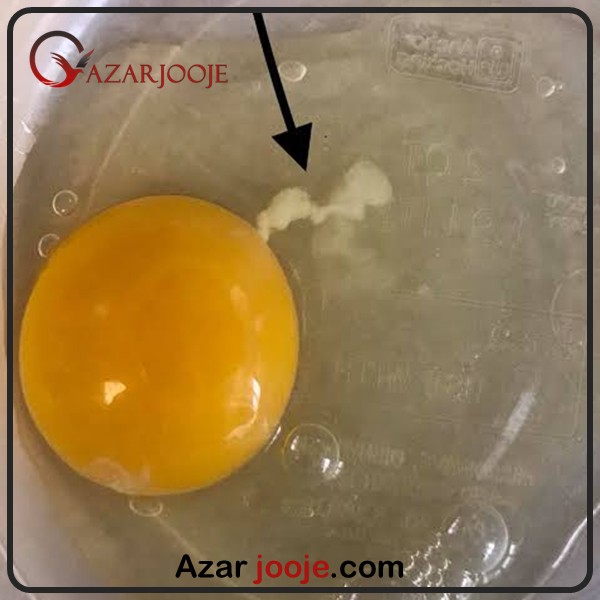 ویژگی های تخم نطفه دار مرغ گوشتی با کیفیت
