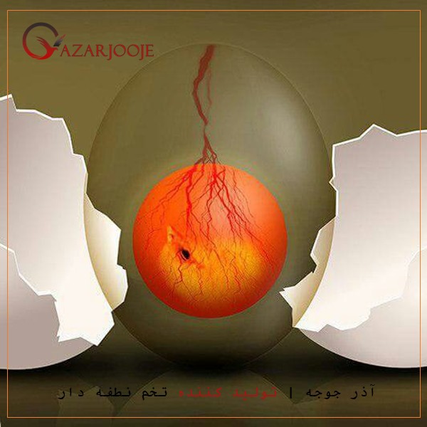 ویژگی های تخم نطفه دار و تفاغوتش با تخم مرغ معمولی