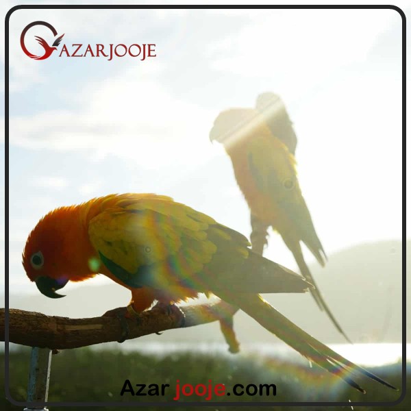 The role of vitamin D and sunlight on bird health