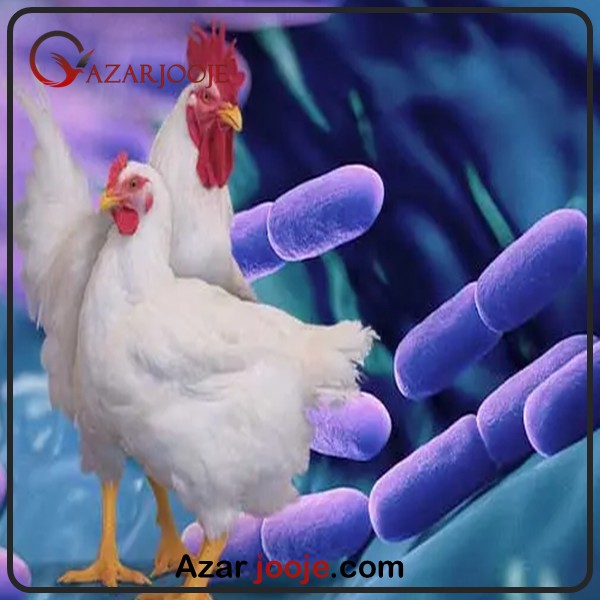 استفاده از پروبیوتیک در پرورش طیور