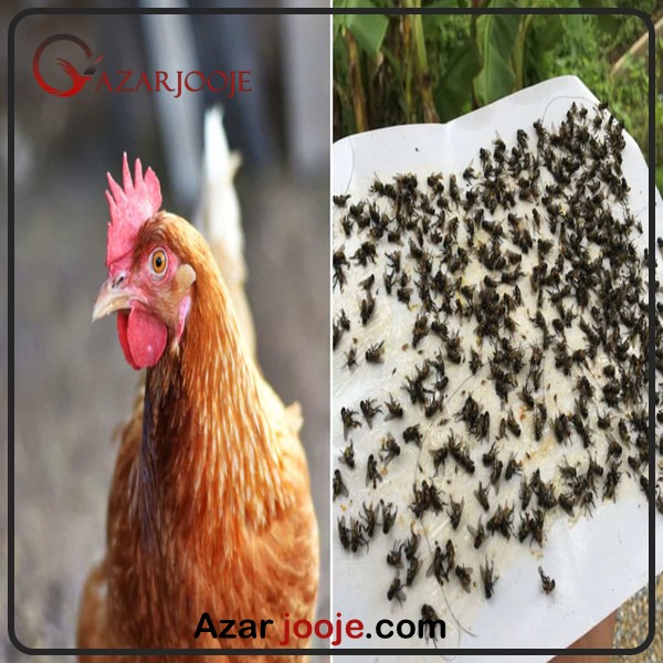 انواع آفات در پرورش طیور