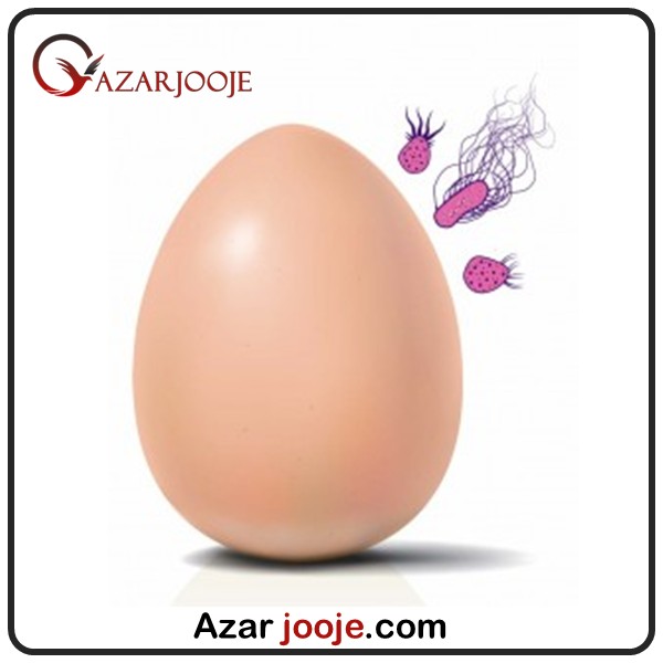 تاثیر باکتری های مفید در تخم نطفه دار
