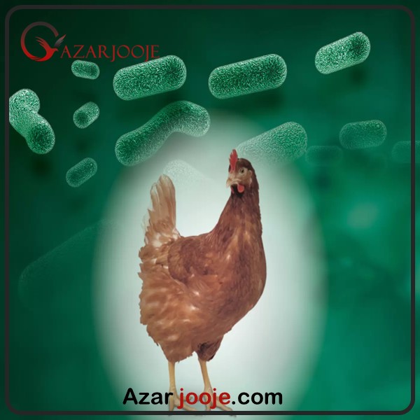 تاثیر پروبیوتیک در پرورش طیور