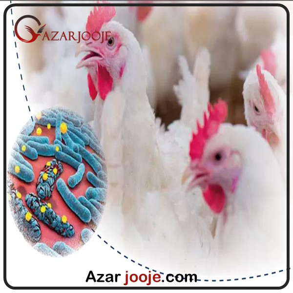 تاثیر پروبیوتیک ها در تغذیه طیور