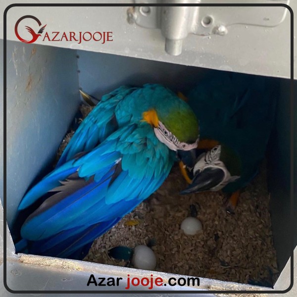 تخم نطفه دار طوطی ماکائو