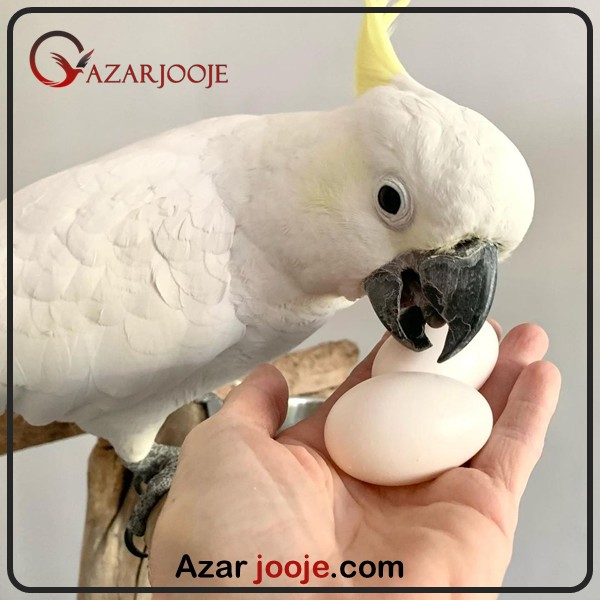 تخم نطفه دار و جوجه طوطی کاکادو