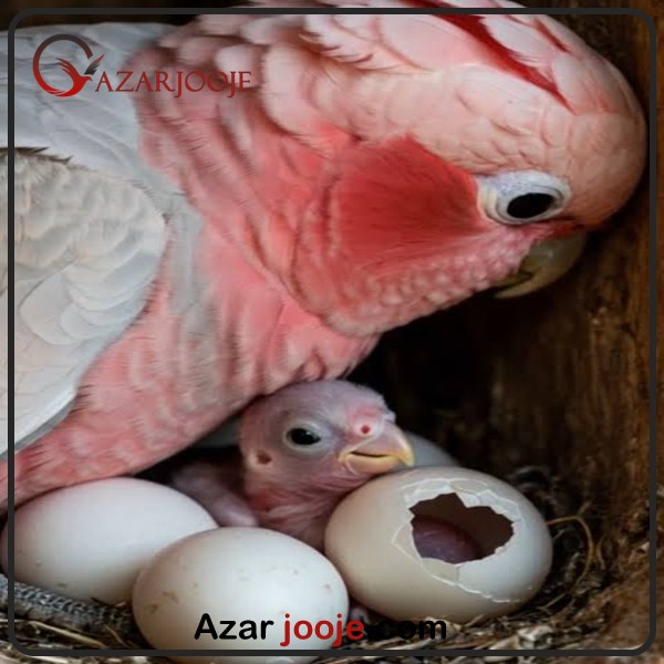 تخم و جوجه طوطی کاکادو