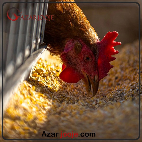 تغذیه طیور با استفاده از سوپر فود ها