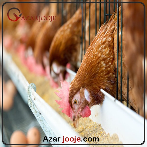 تغذیه طیور با سوپر فودها