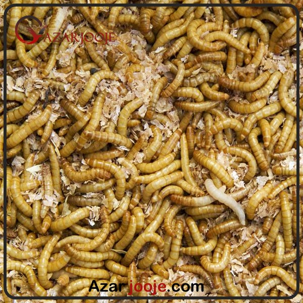 جایگزین های پروتئینی در تغذیه طیور