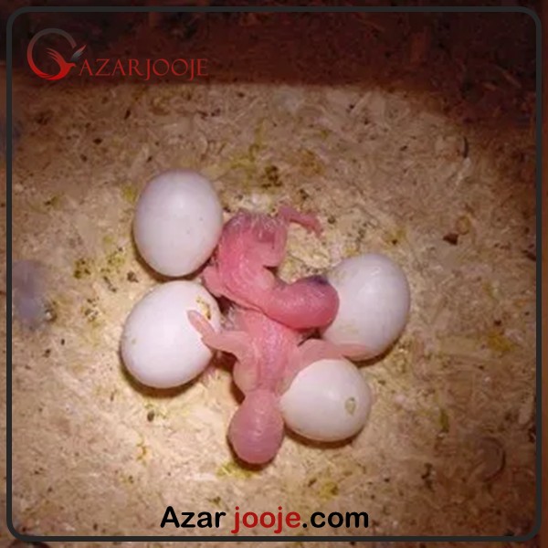 جوجه کشی از تخم نطفه دار طوطی کاکادو