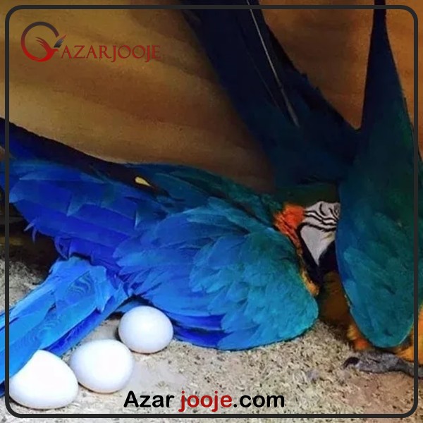 جوجه کشی طوطی ماکائو