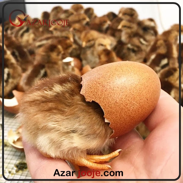 جوجه کشی مصنووعی از تخم نطفه دار مرغ زینتی