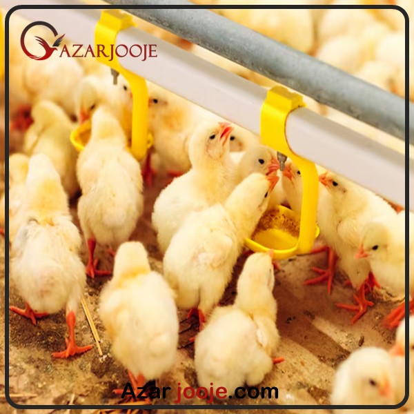 چالش های اخلاقی صنعت پرورش طیور