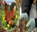 کود مرغی در کشاورزی
