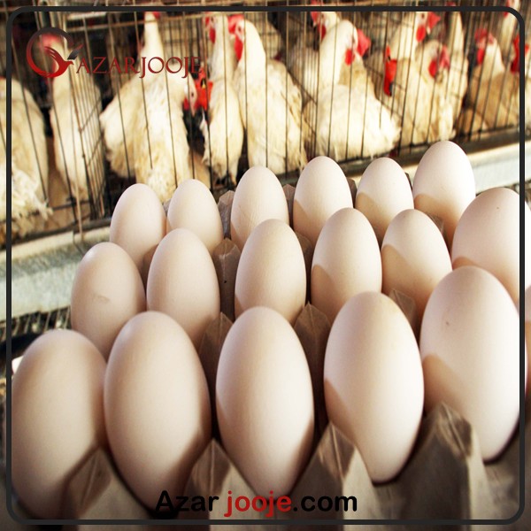 بسته بندی اصولی تخم نطفه دار