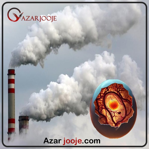 تاثیرات آلودگی هوا بر کیفیت تخم نطفه دار و سلامتی طیور
