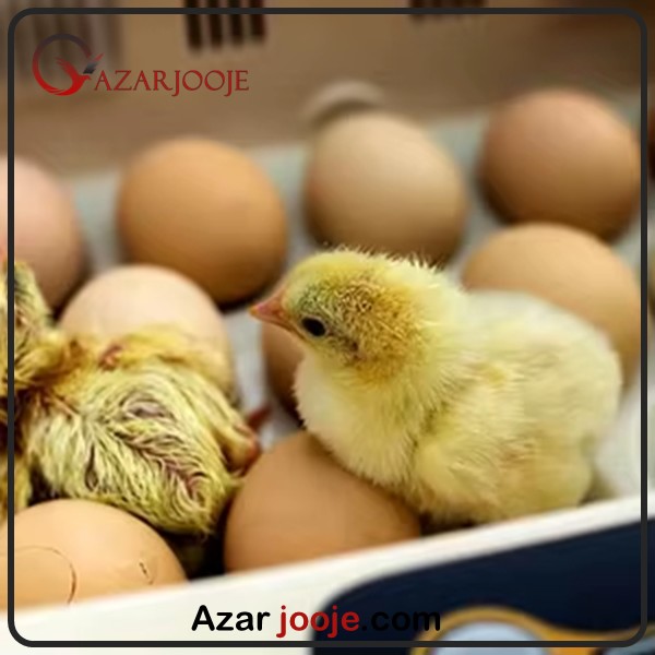 تخم نطفه دار برای جوجه کشی