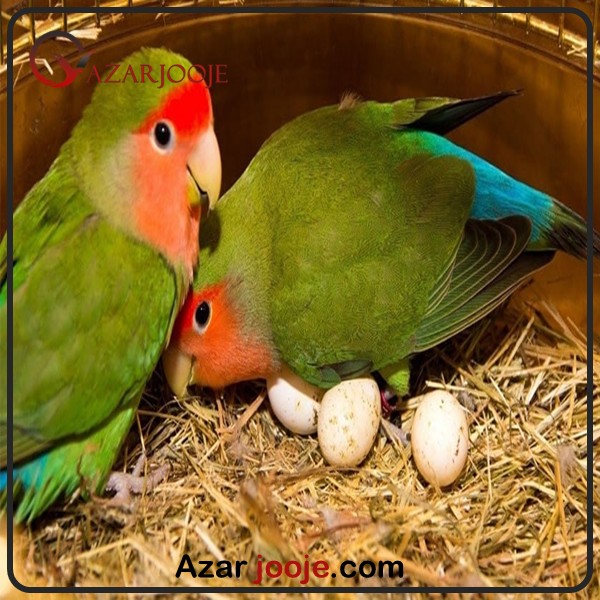 تخم نطفه دار پرنده زینتی