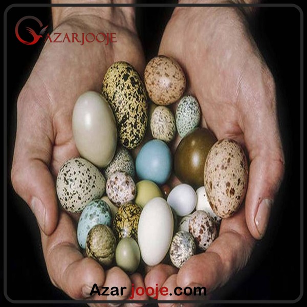تخم نطفه دار پرندگان زینتی