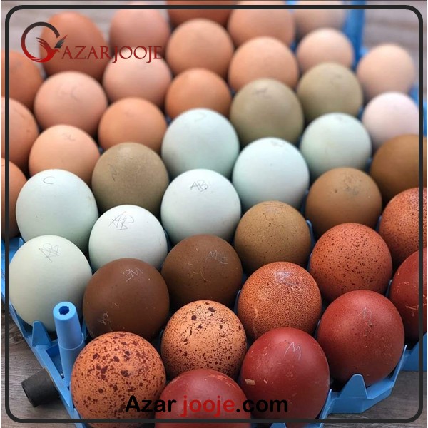 تهیه و خرید تخم نطفه دار با کیفیت