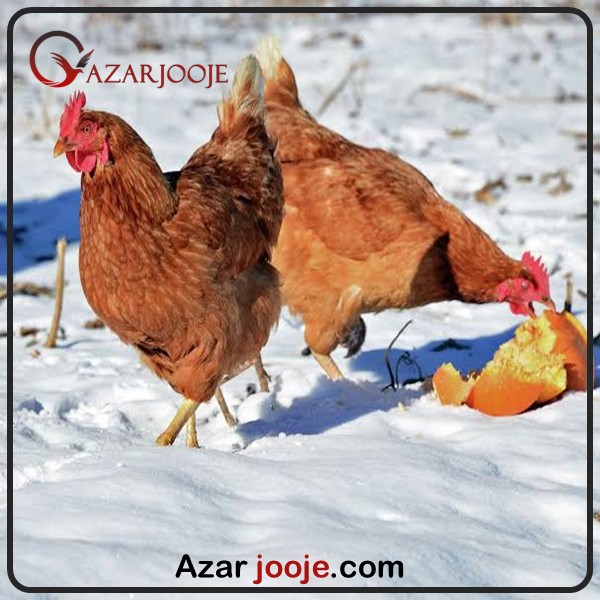 پرورش طیور در مناطق کوهستانی و سردسیر