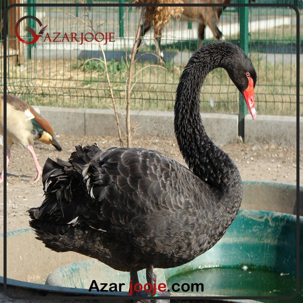پرورش پرندگان برای اهداف زینتی