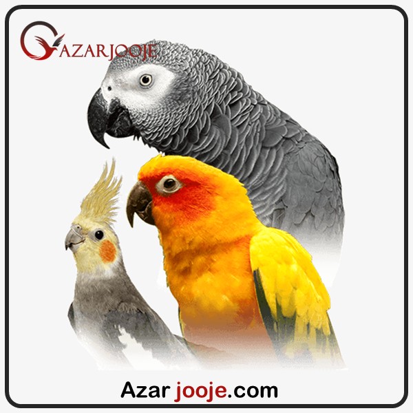 پرورش پرندگان برای اهداف غیر خوراکی