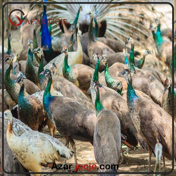 پرورش پرندگان برای جنبههای غیر خوراکی