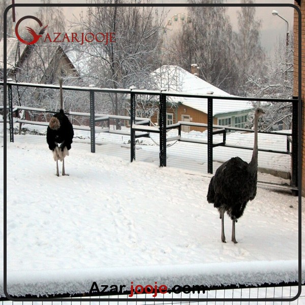 پرورش پرندگان در مناطق کوهستانی و سردسیر