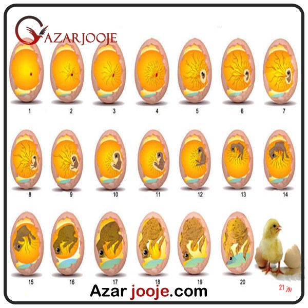 تخم نطفه دار مناسب برای جوجه کشی 