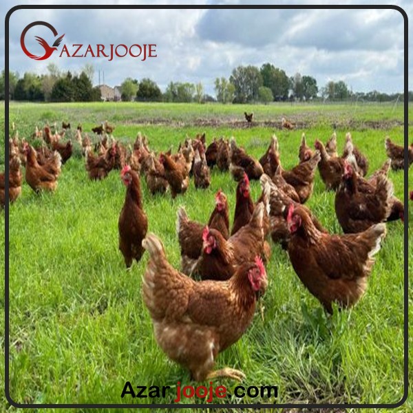 ارتباط میان پرورش مرغ و توسعه کشاورزی