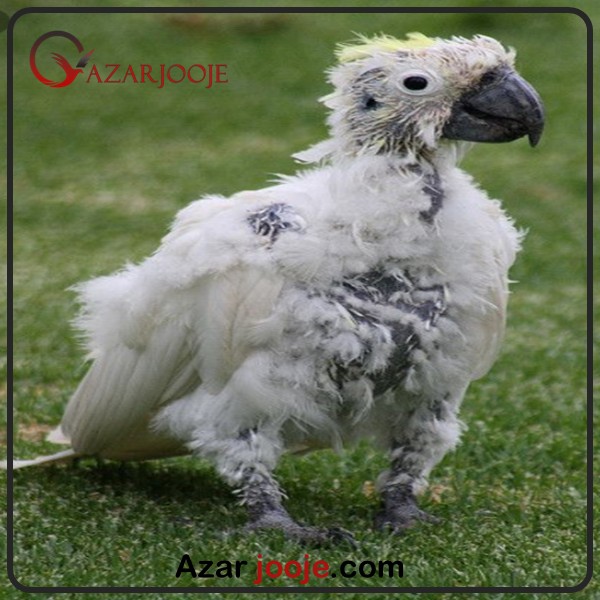 ایدز در پرندگان