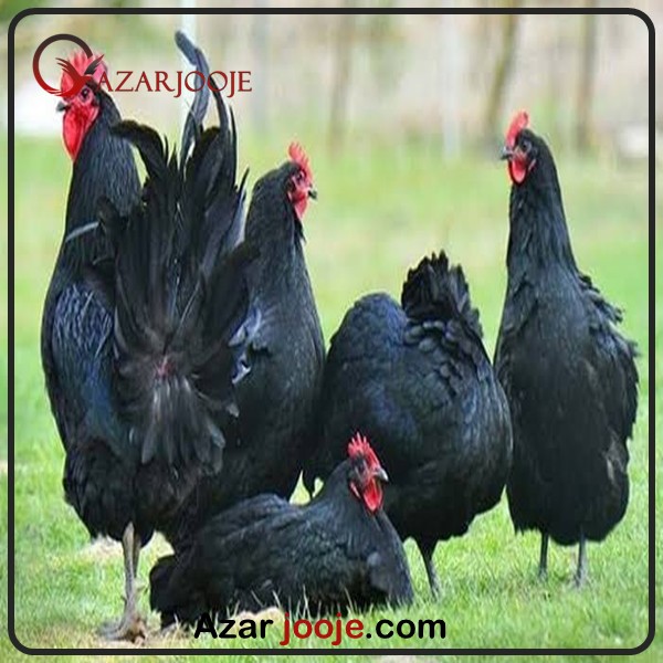 بهترین نژاد مرغ استرالیایی تخم گذار