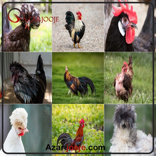 بهترین نژدهای مرغ زینتی برای شروع کسب و کار خانگی